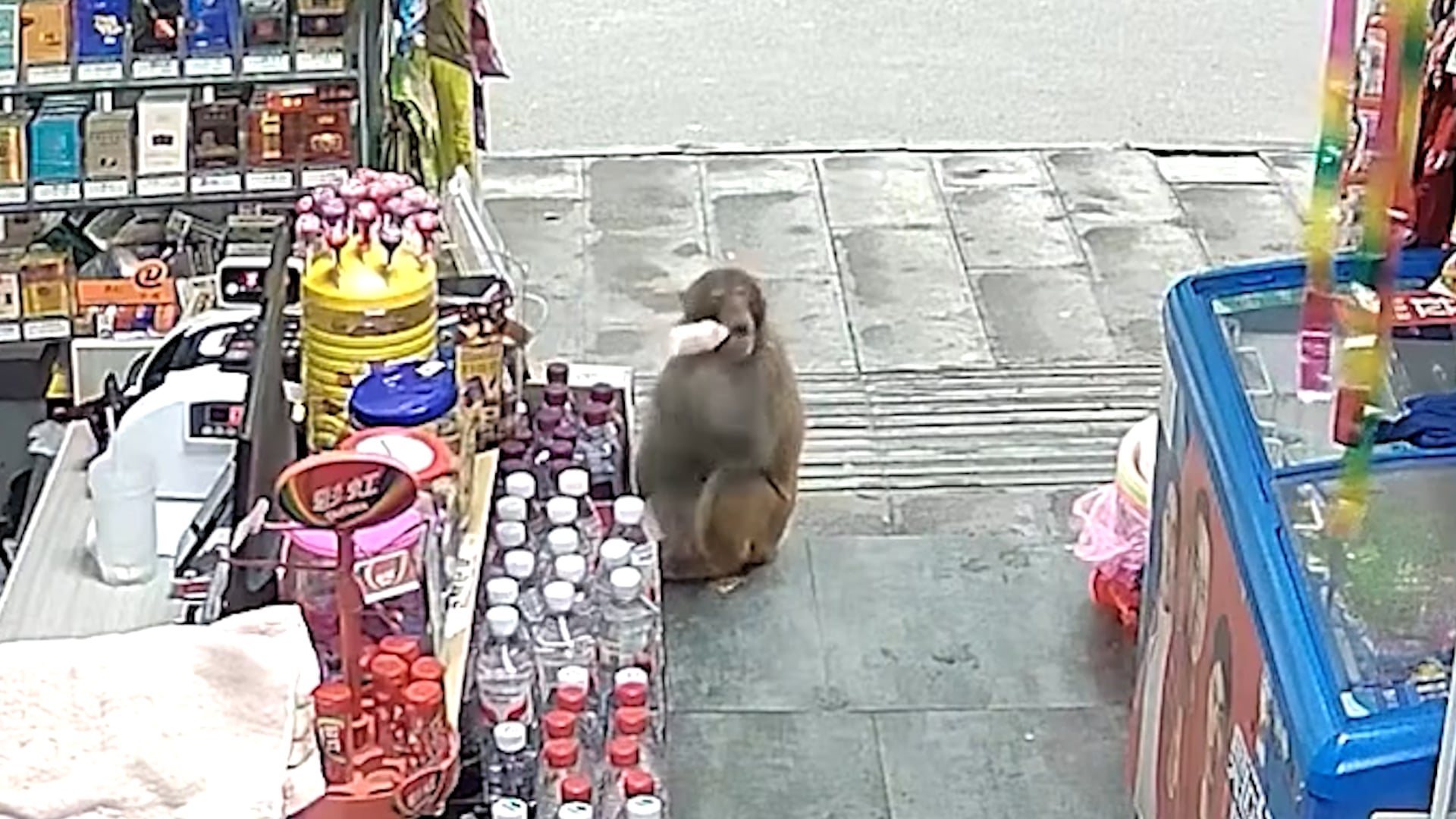Sneaky monkey tiptoes into grocery store to steal mini bottles of milk