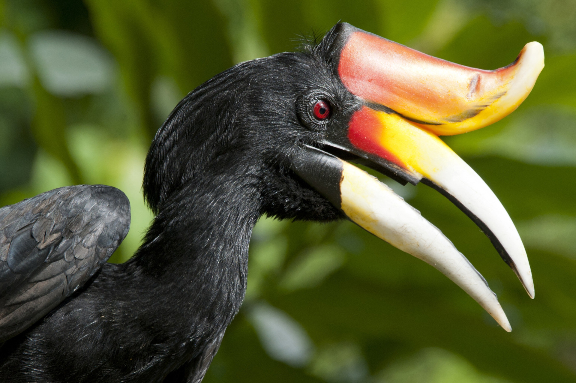 national-birds-from-around-the-world