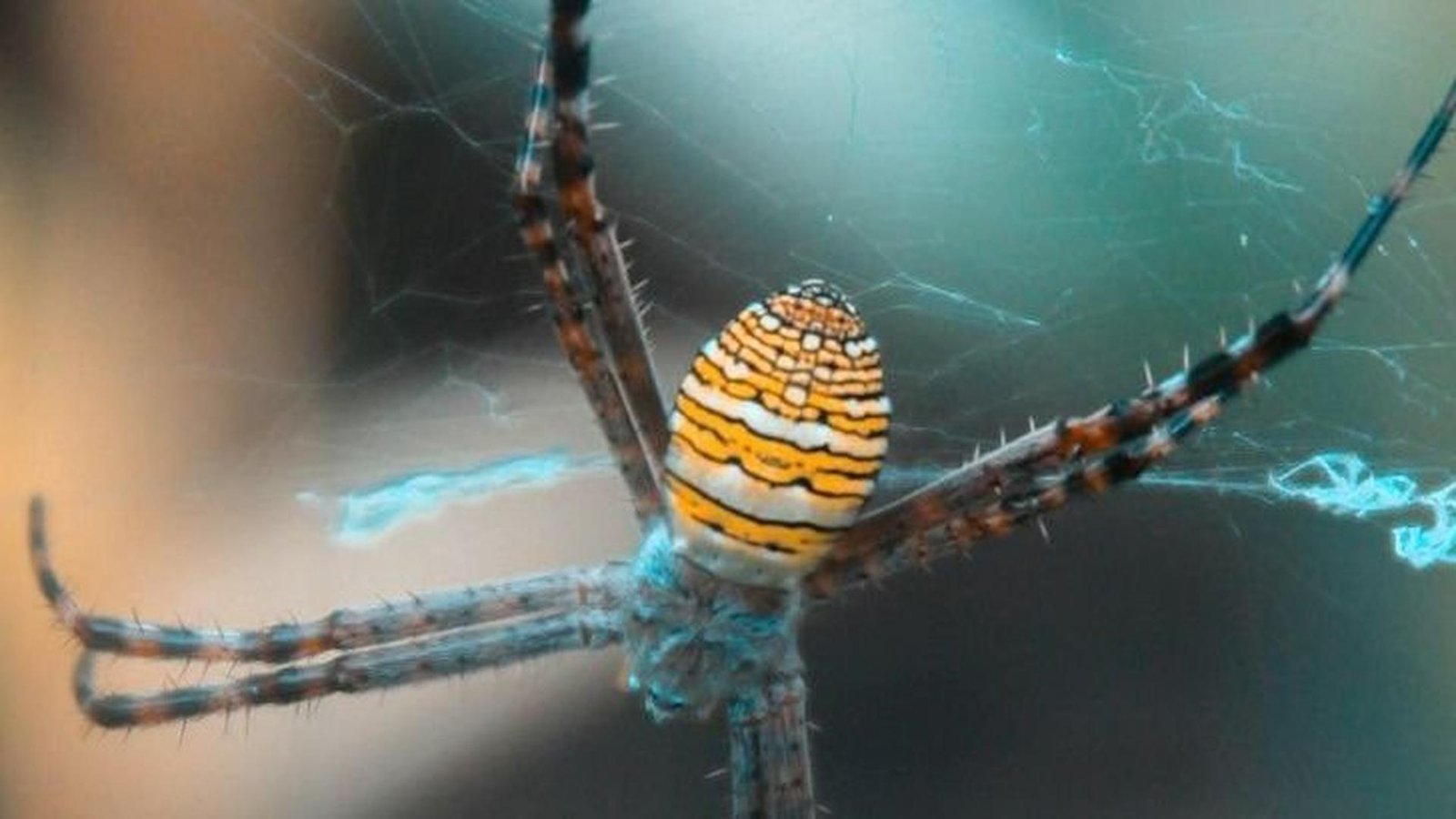 9 animal phobias that are driven by myths not reality