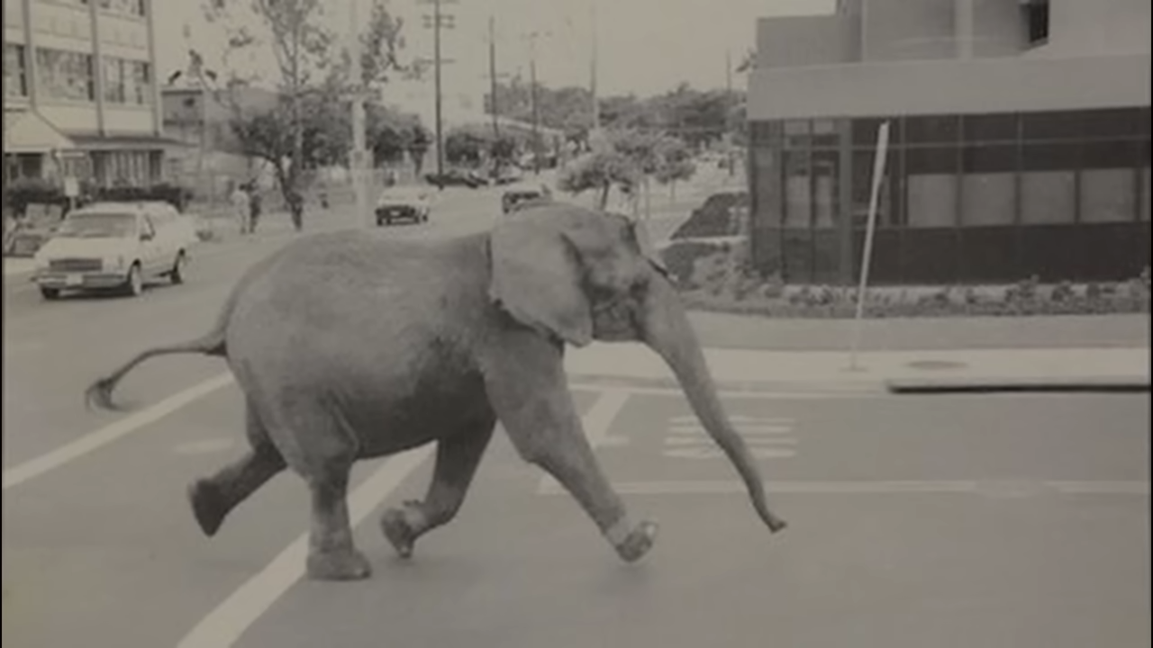 It looked like a normal circus act - then the elephant snapped