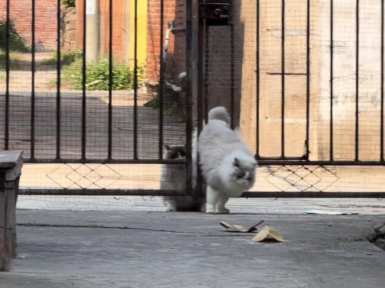 Cat helps chubby feline escape after getting stuck in gate