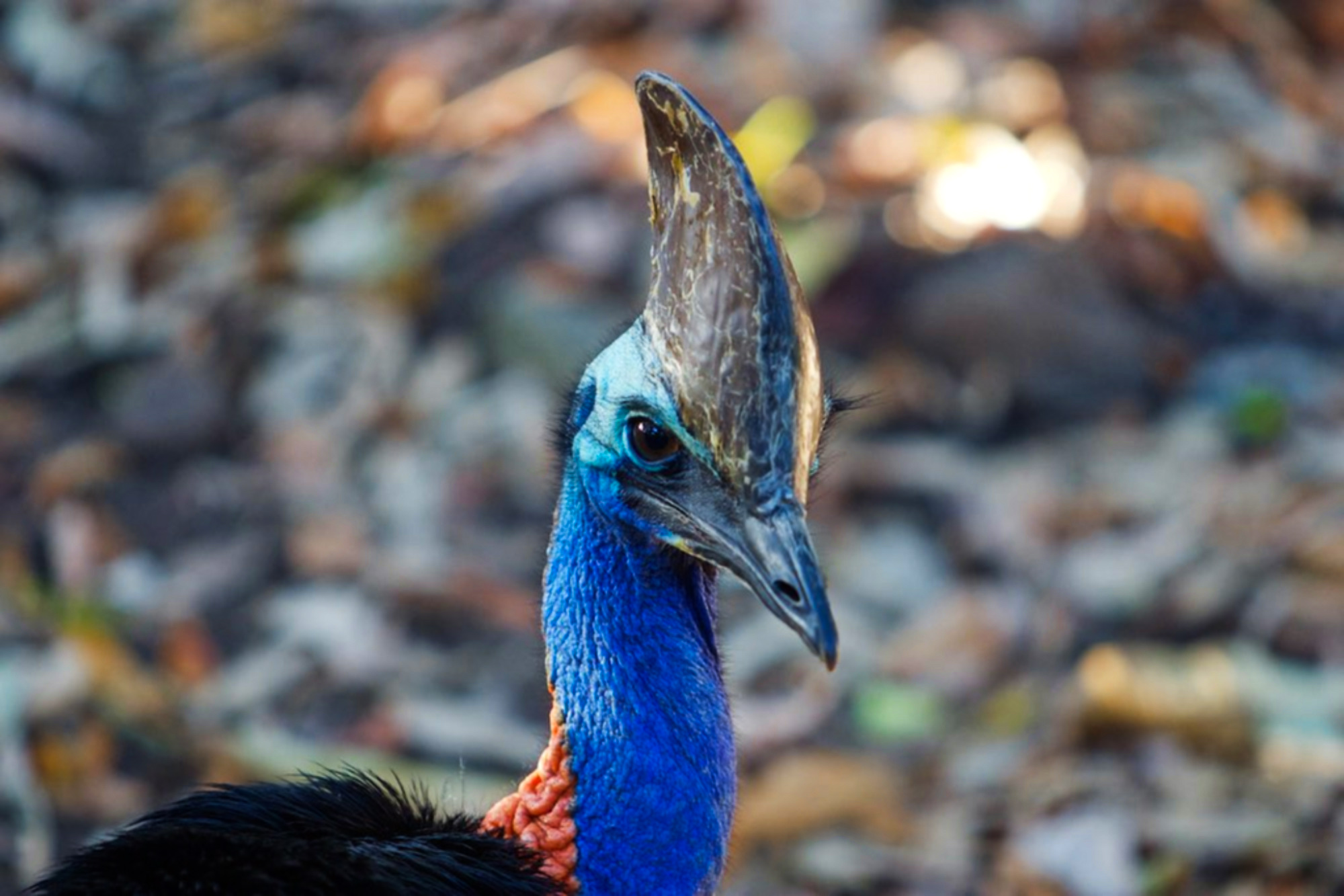 World’s most dangerous bird has bizarre, glowing headgear