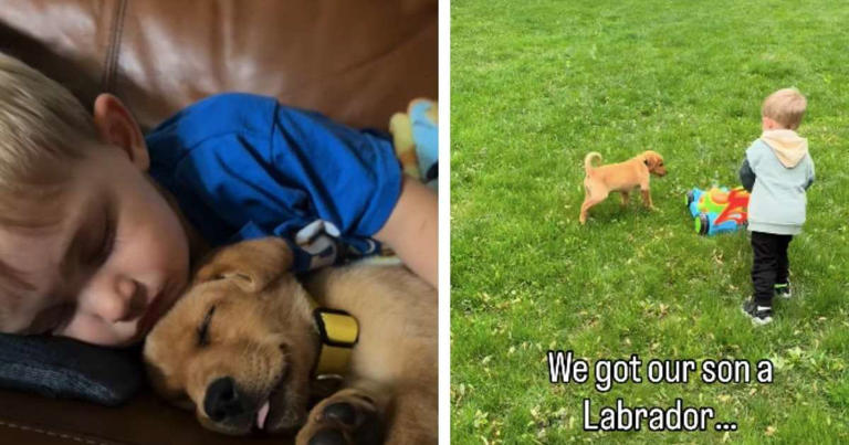 Dog Meets Little Boy & What Follows Is the Purest Form of Friendship