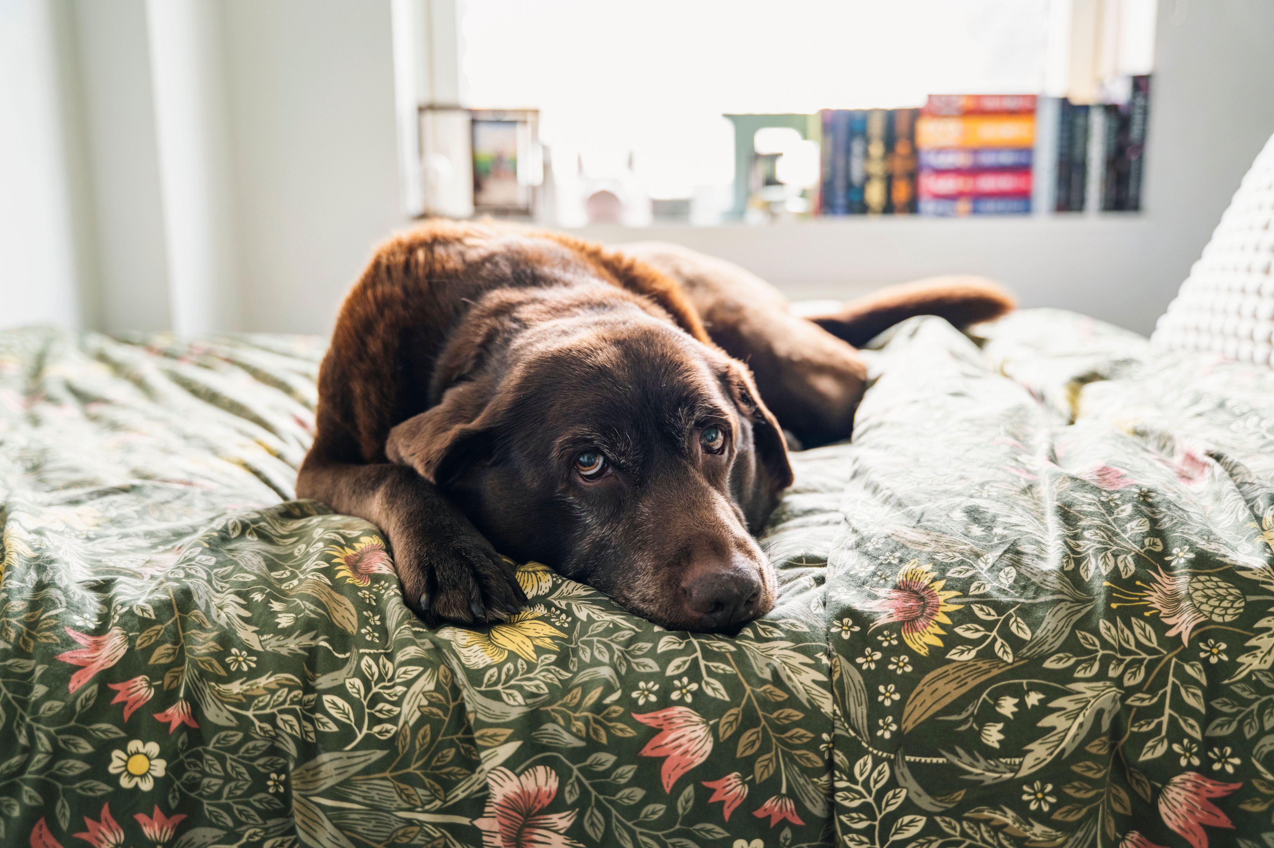 The seemingly safe dog treats that vets say are sending pets to ...