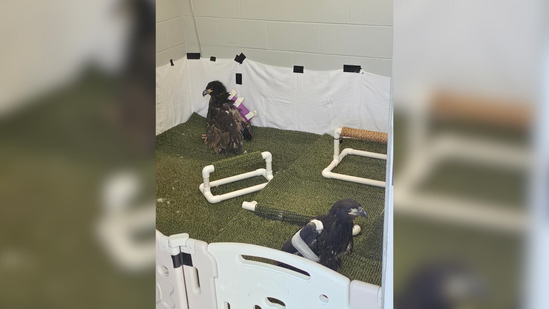 2 baby bald eagles recovering after storm destroys nest along Alabama coast