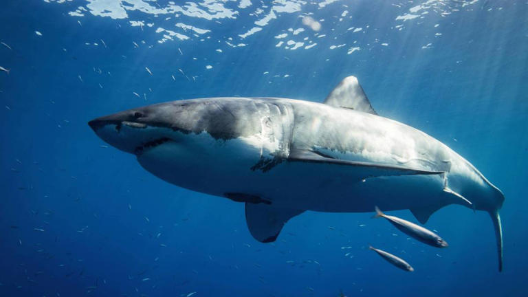 Top US Tourist Spot Leads in Shark Attacks - What to Know