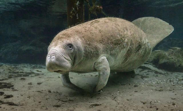 Wildlife officials share update after rescuing manatee stuck in storm ...