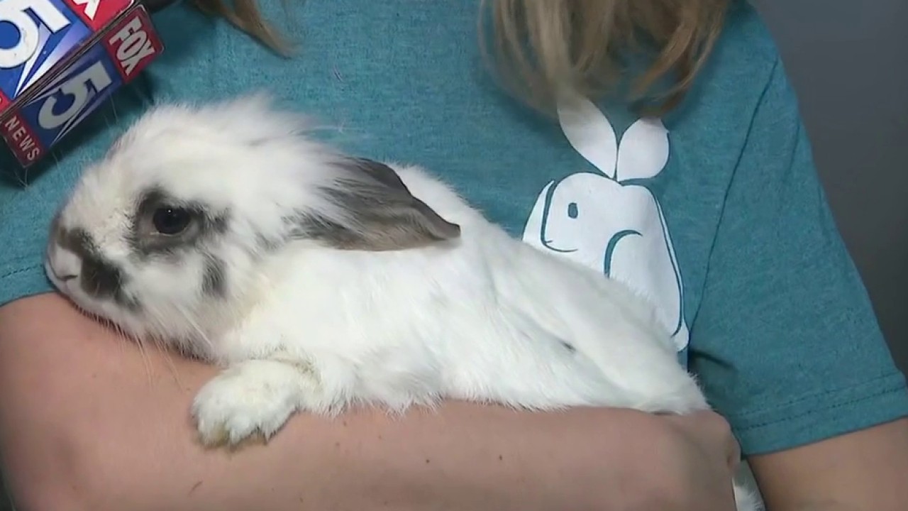 An Easter visit to Kennesaw’s Georgia House Rabbit Society