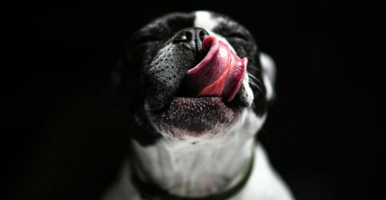 12 surprising signs your dog's behavior might not be normal
