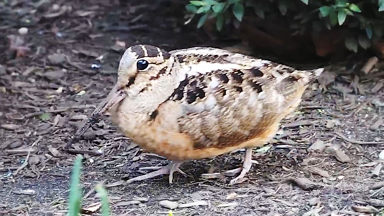 Rare woodcocks spotted 'dancing' in Manhattan park