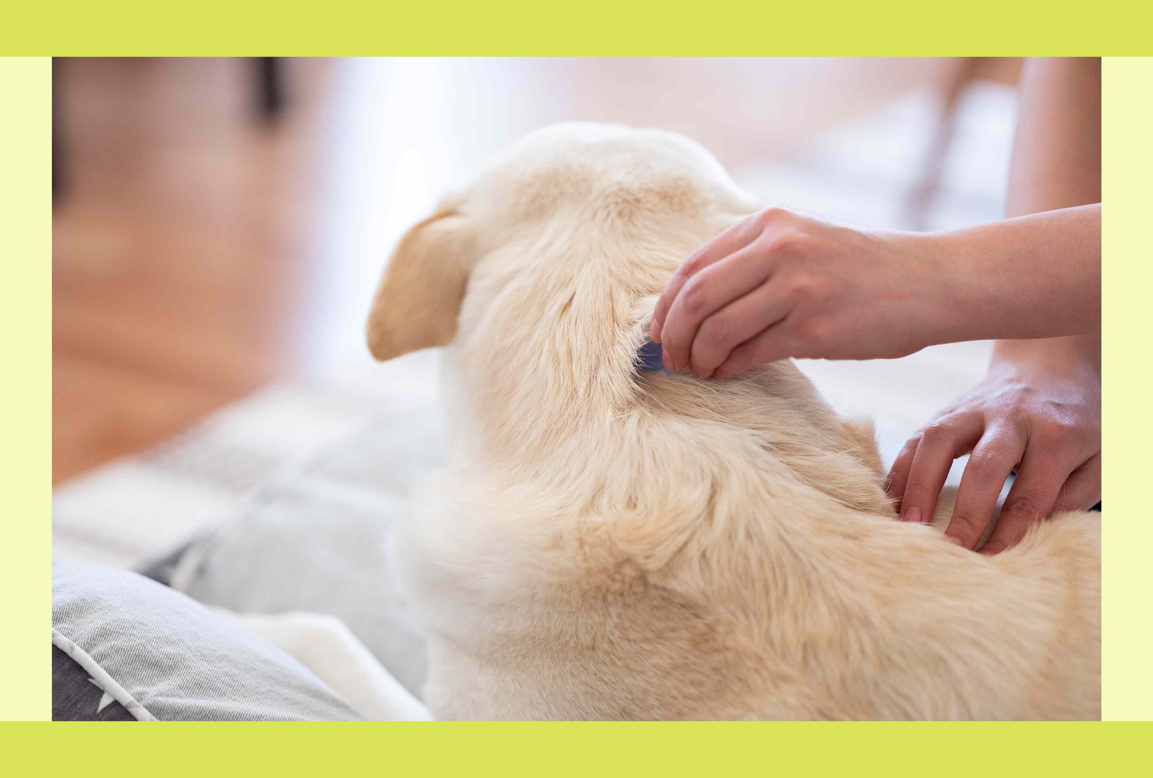 Does my dog really need flea and tick prevention year-round? A veterinarian weighs in<br>