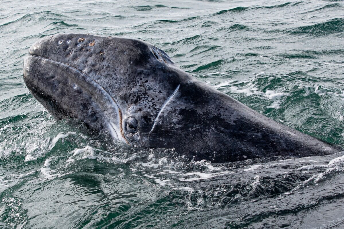 A windsurfer collides with gray whale in San Francisco Bay