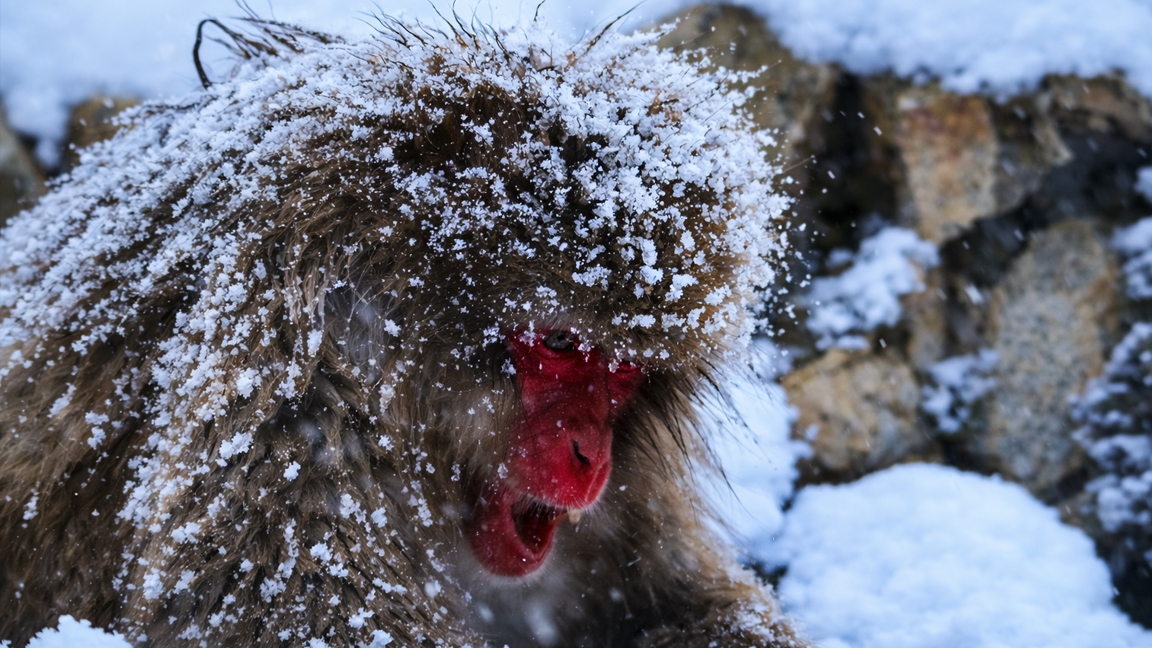 A monkey enduring snowfall in a quiet winter setting