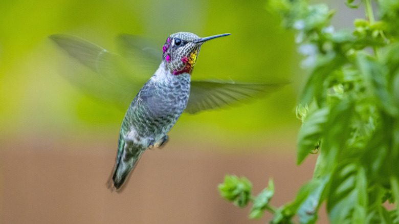 The one red flower hummingbirds can't resist (and it's striking next to ...