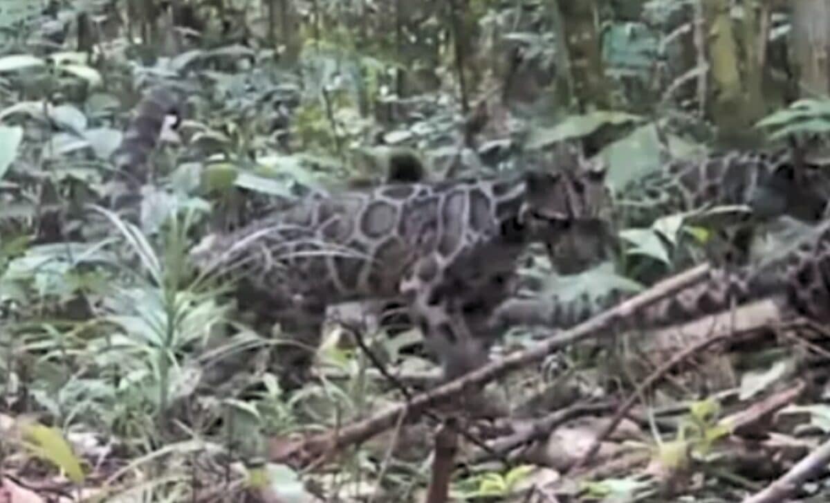Trail cameras capture first-of-its-kind moment from one of the rarest ...