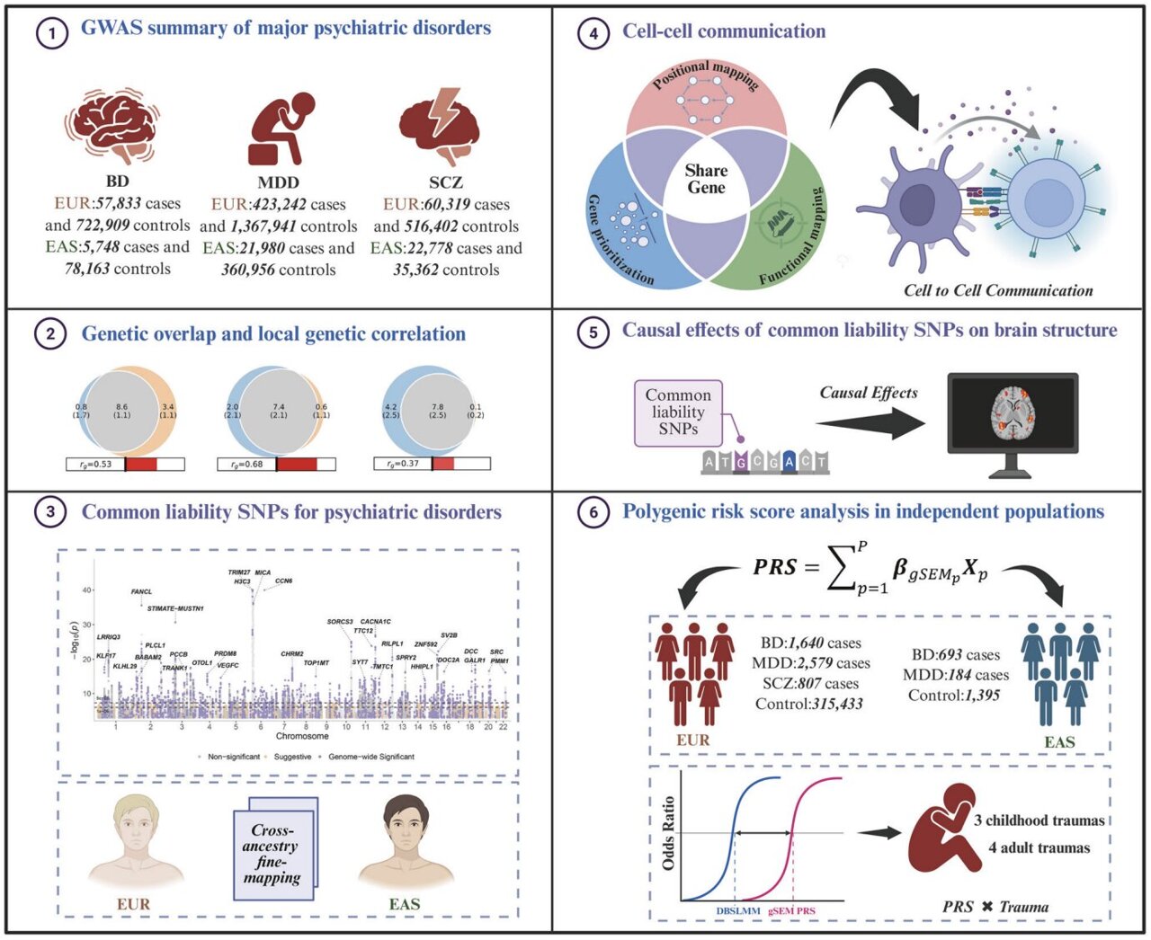 Genetic overlap between several mental health disorders could help predict vulnerability<br><br>