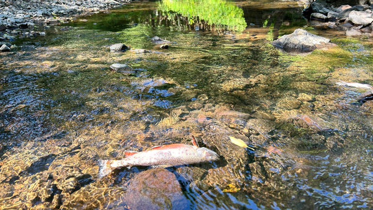 Large fish kill likely after record cold, heavy snow reduced oxygen in ...