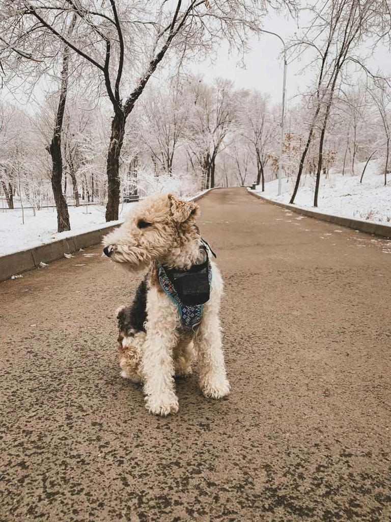 12 surprising signs your dog's behavior might not be normal