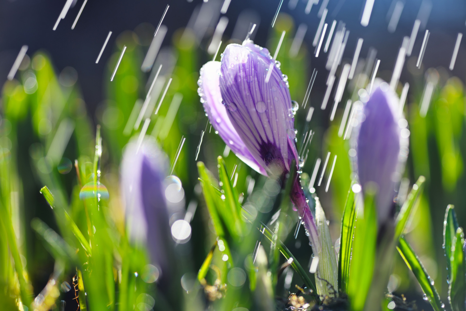 Why is April the month of rain showers?
