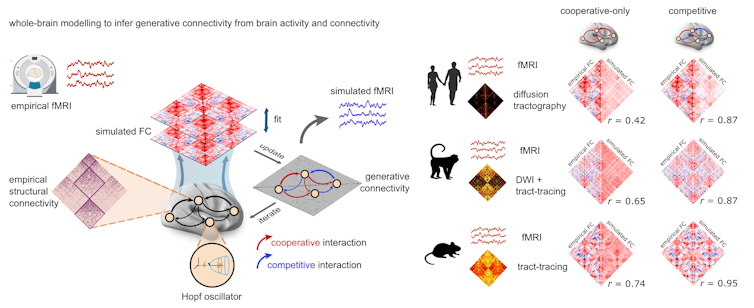 How to build a digital 'twin' of the human brain – what existing models ...
