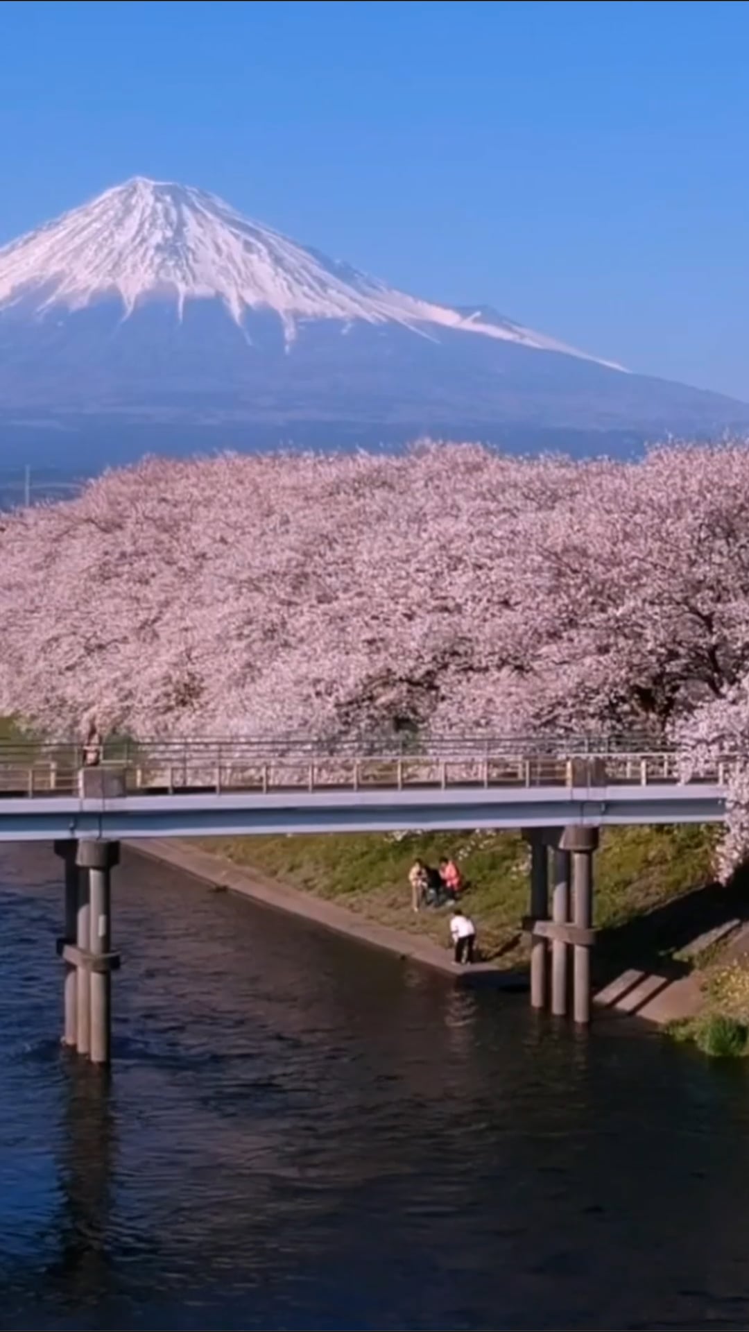 Stunning drone footage of Japan’s spring cherry blossoms