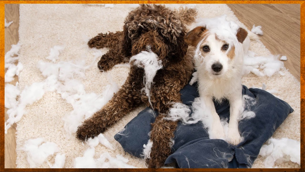 Fresh Look at How To Fix Most Dog Behavior And Obedience Problems