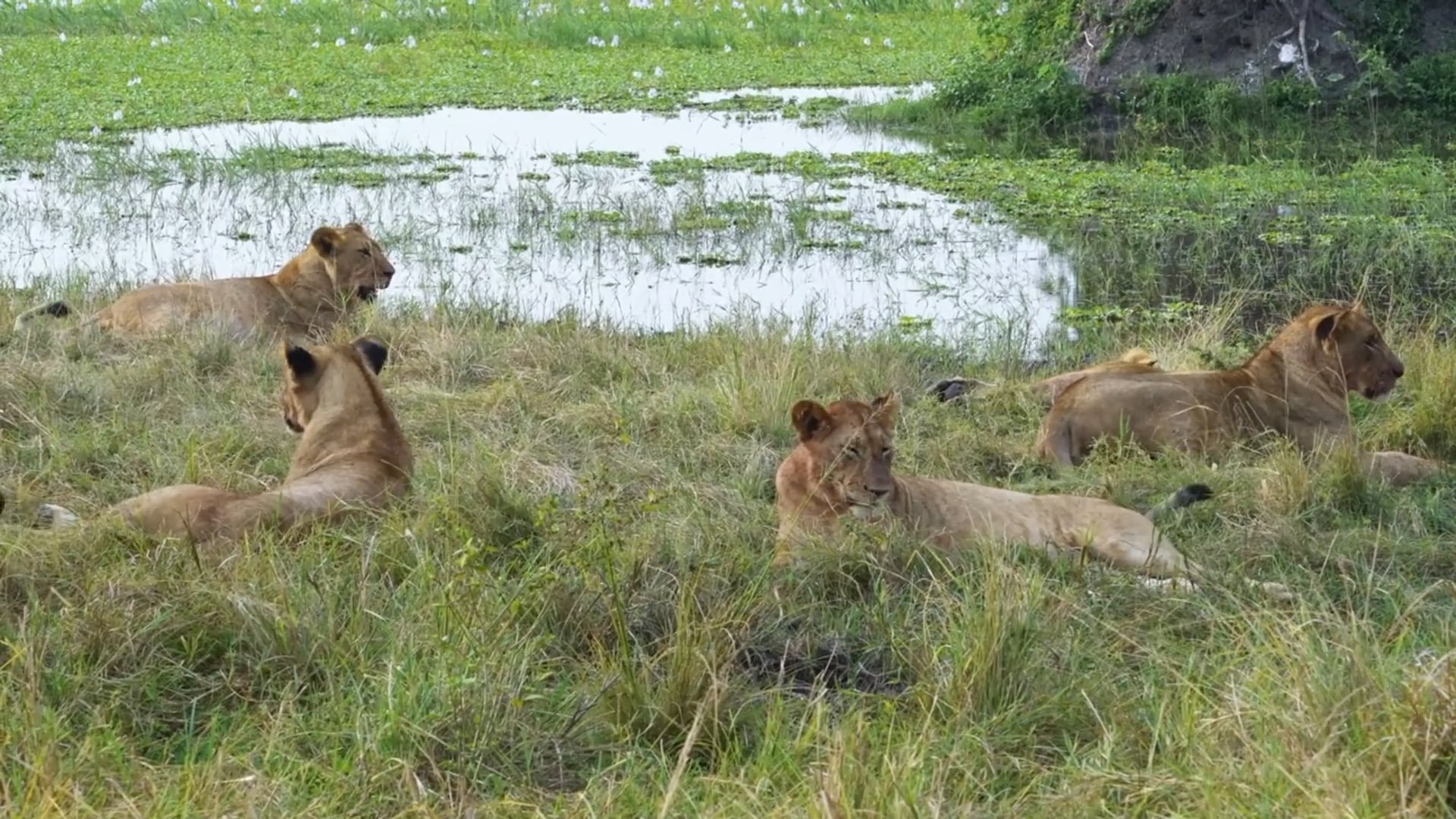 parco-nazionale-di-akagera-ruanda-un-drone-scopre-la-pi-grande-zona