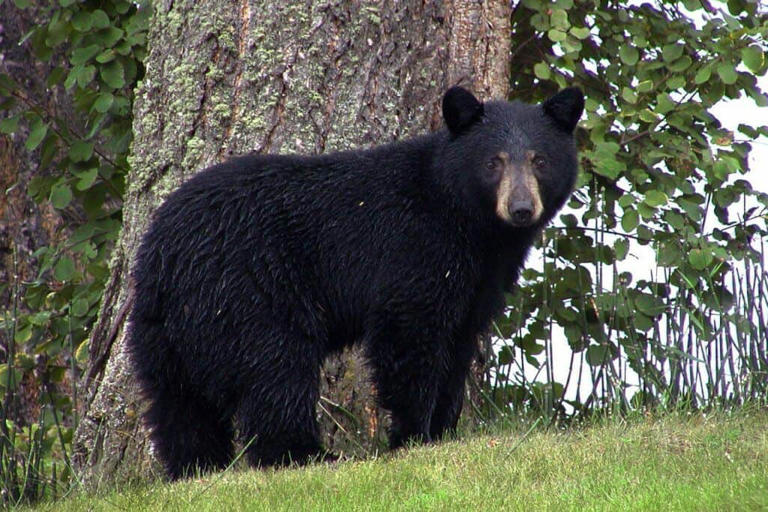 Discover history, hikes, and music on the Blue Ridge Parkway