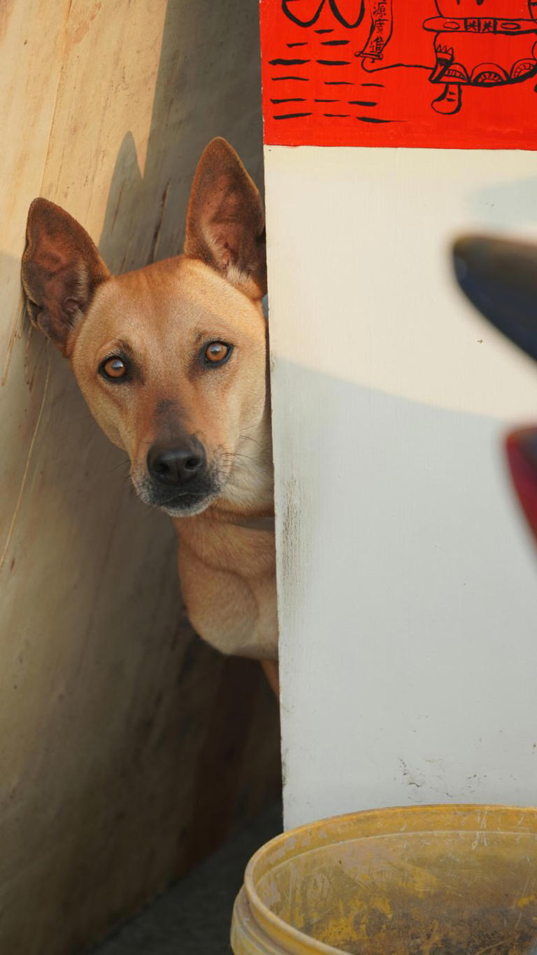 12 surprising signs your dog's behavior might not be normal