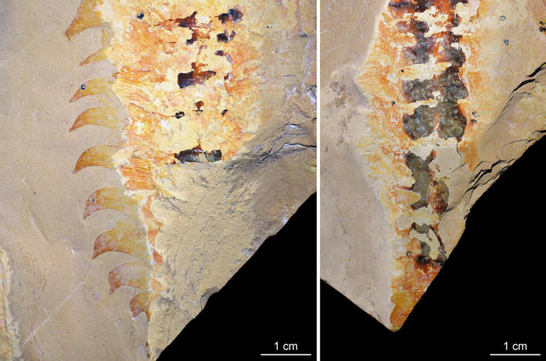 A 500-million-year-old clawed predator rewrites the origin of spiders ...