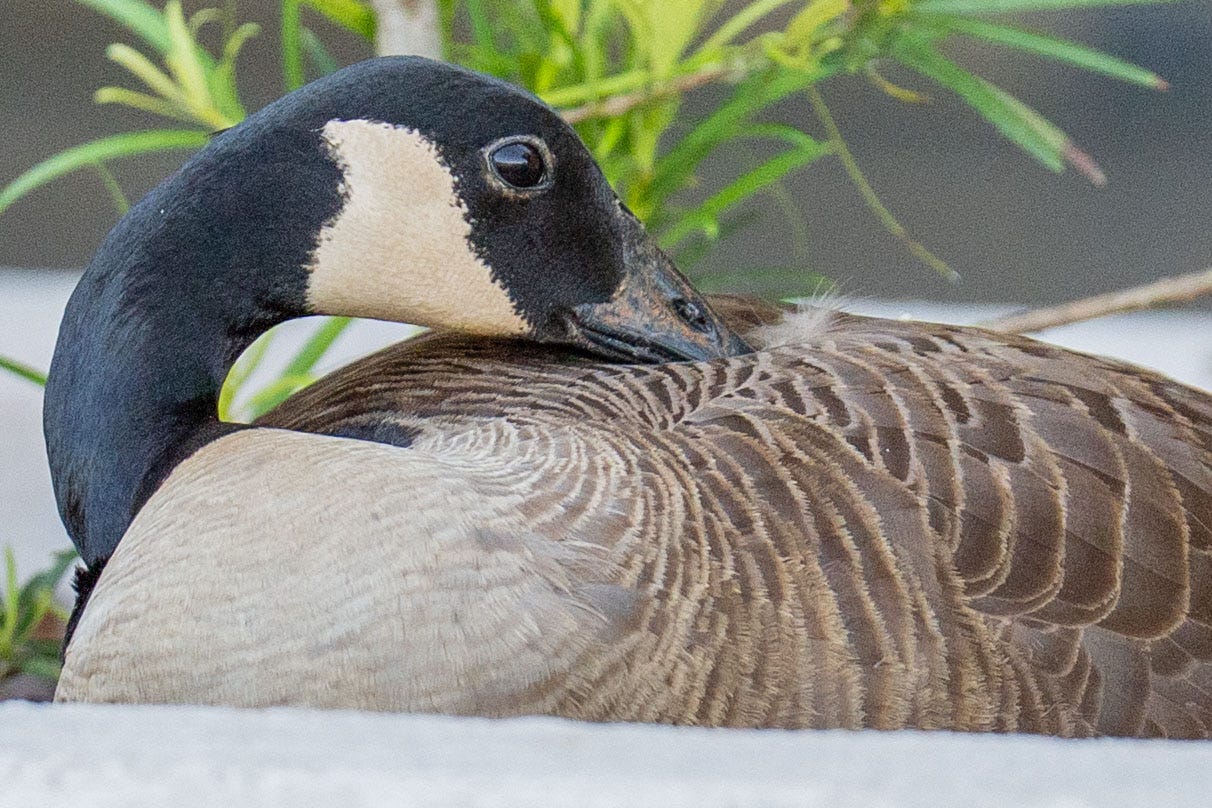 'Aggressive' goose nests at Governors Square, warnings issued