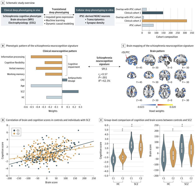 Shortage of synapses predicts severity of cognitive impairment in ...