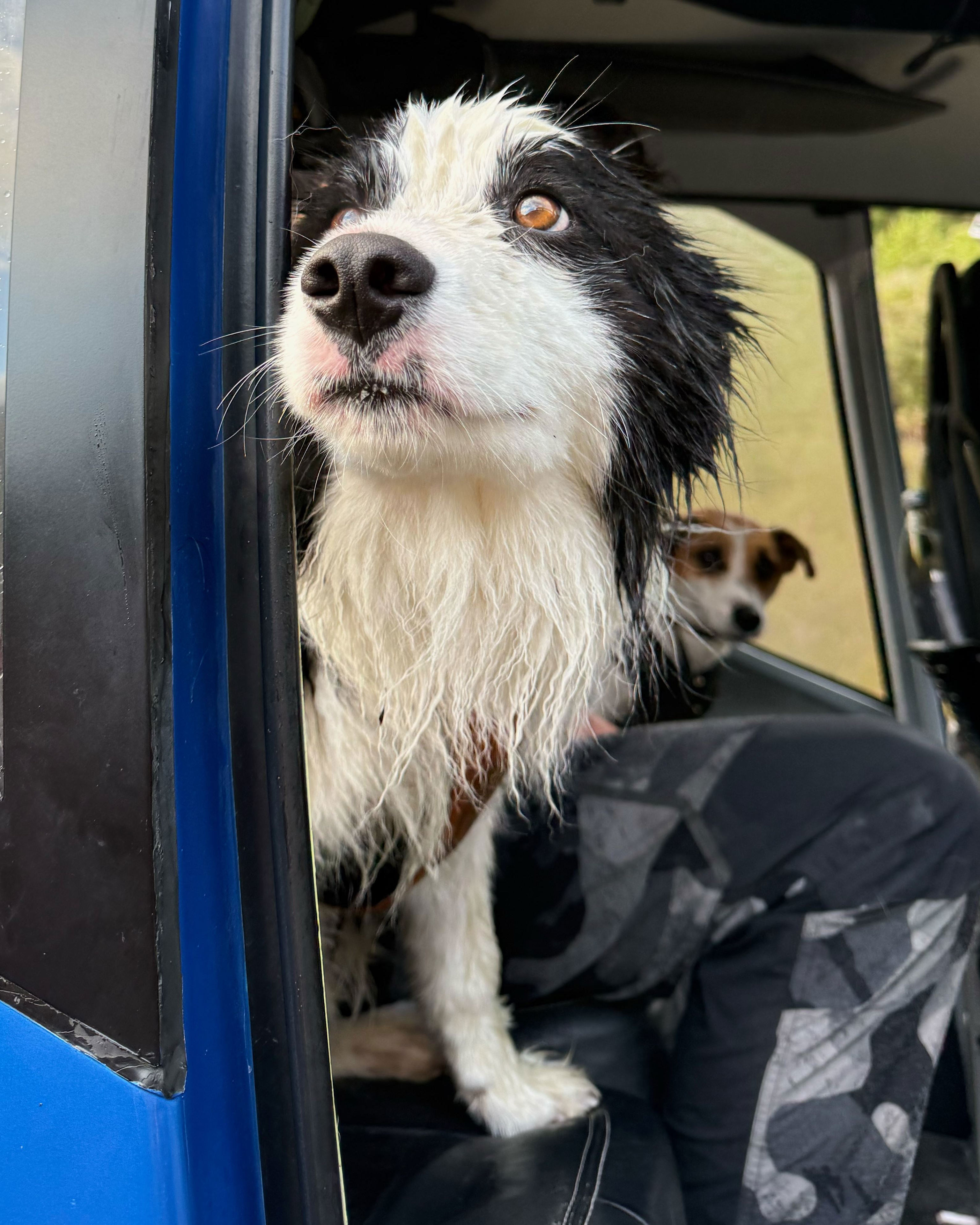 A week after owner's waterfall fall, dog gets her own rescue
