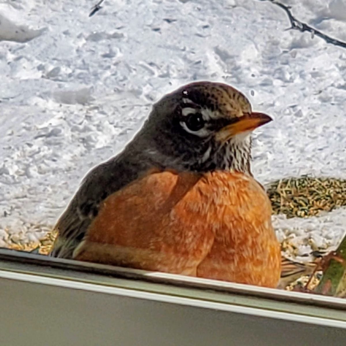 Tips to prevent bird strikes on windows at home