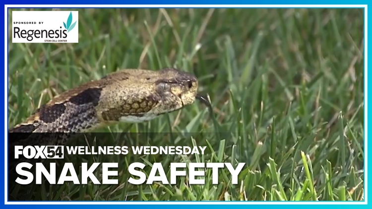 Wellness Wednesday: Staying safe in snake season