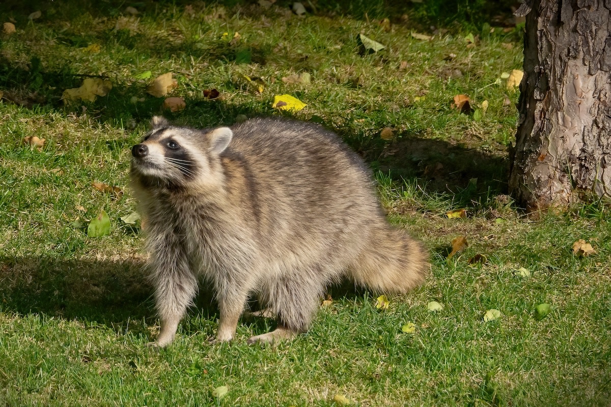 How to safely handle encounters with rabid 'zombie' raccoons