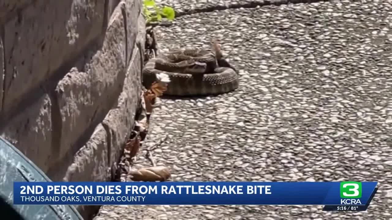 Woman dies 5 days after helicopter rescue from rattlesnake bite on ...