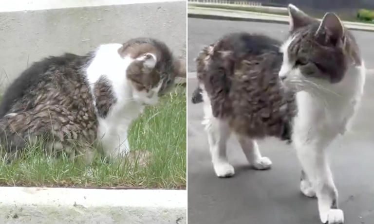 Larry the cat finally catches a rodent: Downing Street's chief mouser ...