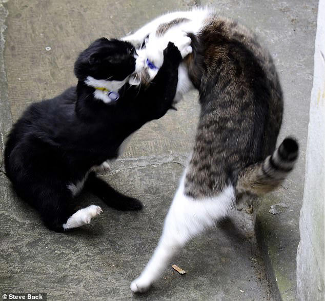 Larry the cat finally catches a rodent: Downing Street's chief mouser ...