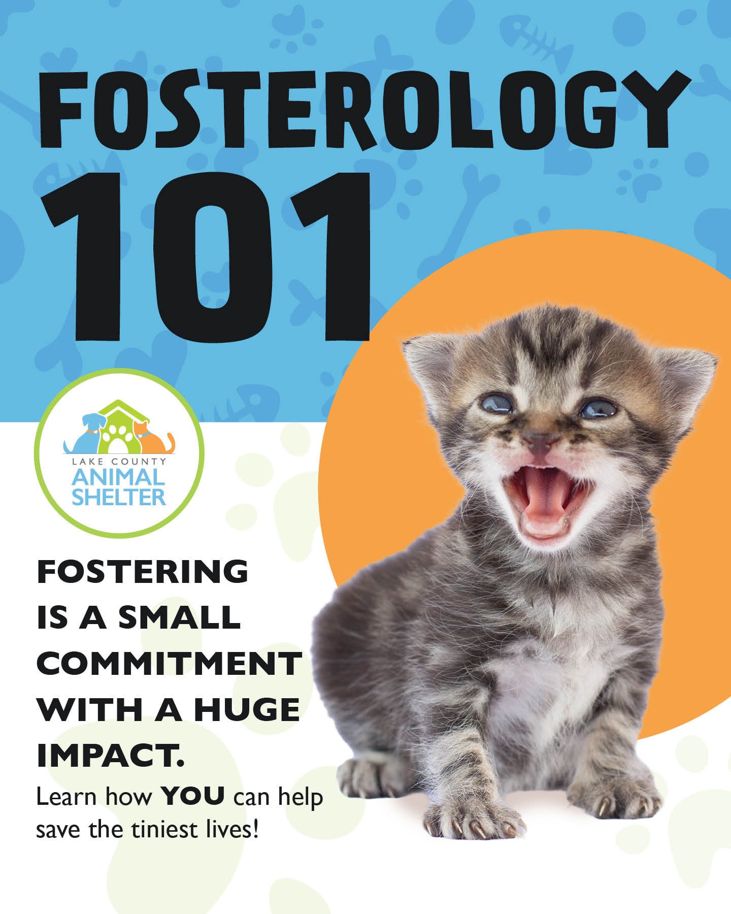 Kitten season prompts Lake County Animal Shelter to host Fosterology ...