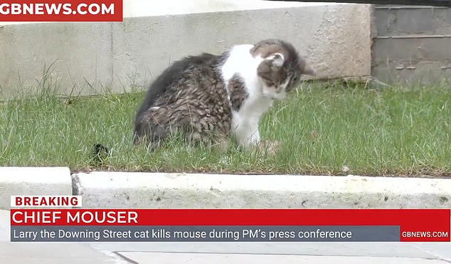 Larry the cat finally catches a rodent: Downing Street's chief mouser ...