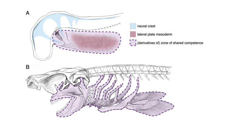 Fins, fingers and toes: A new take on repeating body parts and how they ...