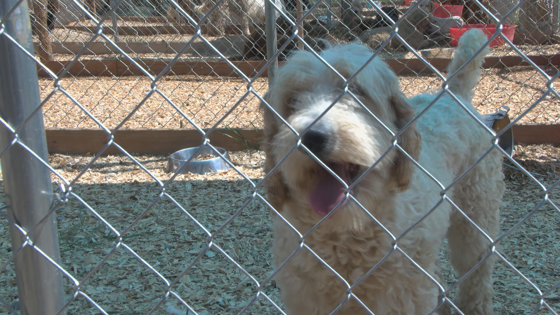Nearly 200 dogs seized from home in Lauderdale County animal neglect case