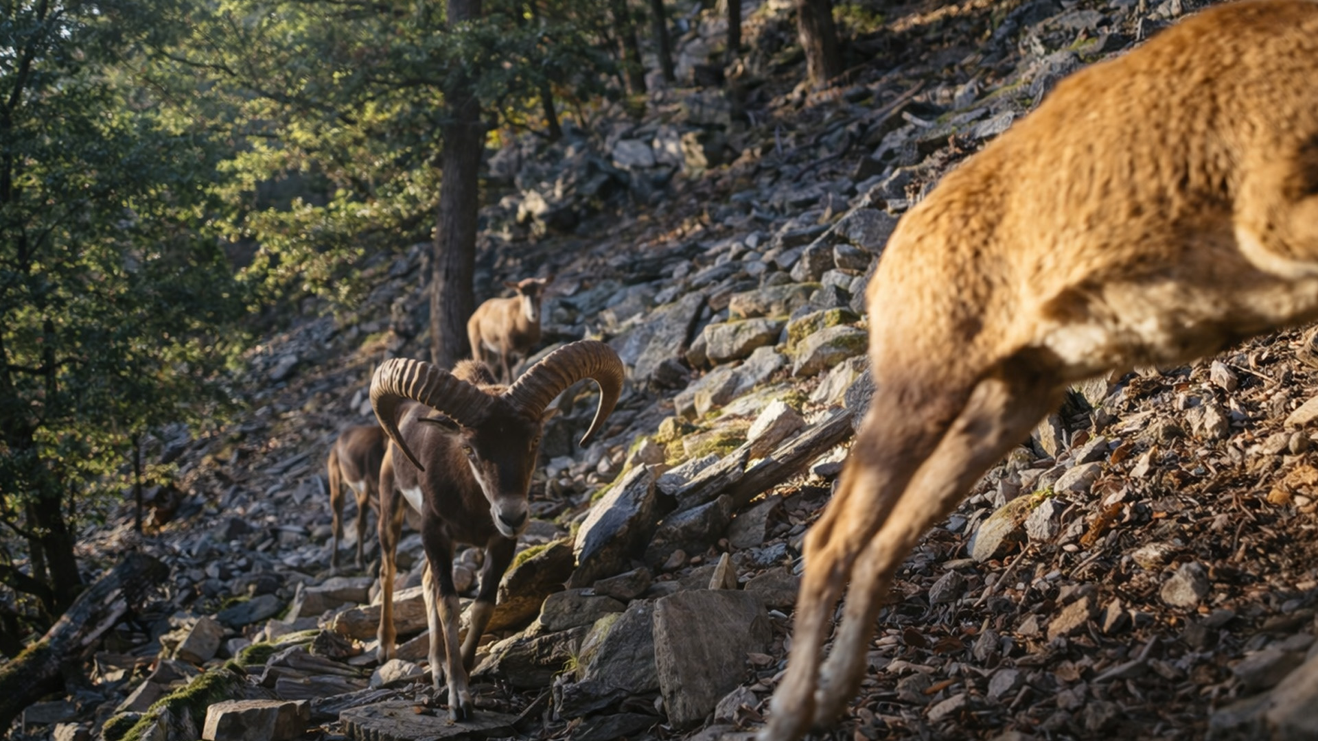 This trail camera recorded a line of ibex crossing dangerous terrain