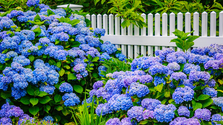 The perennial that grows well with hydrangeas for a flourishing landscape