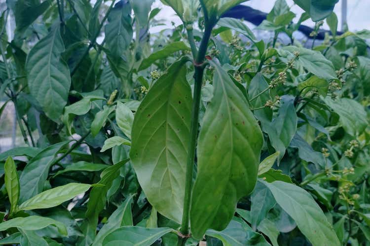 Tobacco plant altered to produce five psychedelic drugs