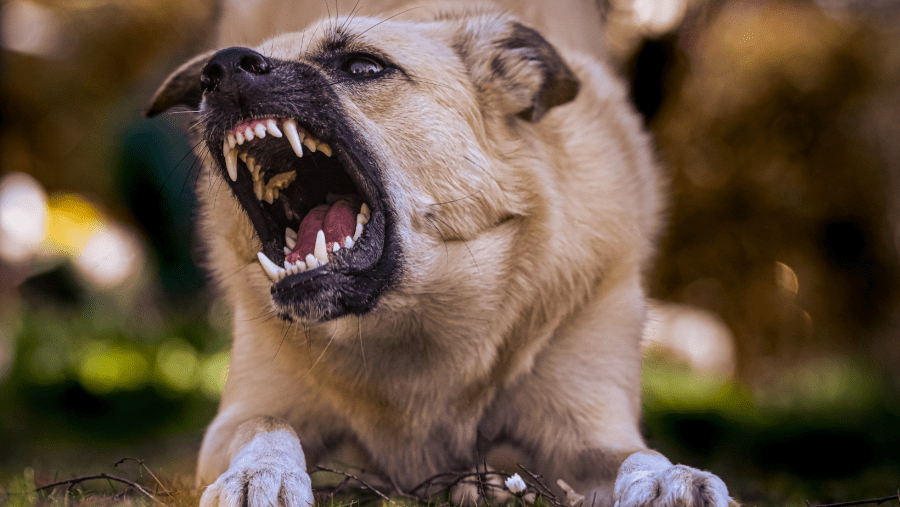 “Avery’s Law” new dangerous dog law in Ohio draws mixed reaction