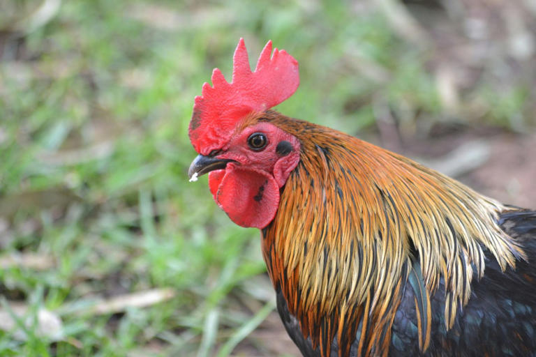 Baby rooster's first 'cock-a-doodle-do' is the cutest thing we've ever ...