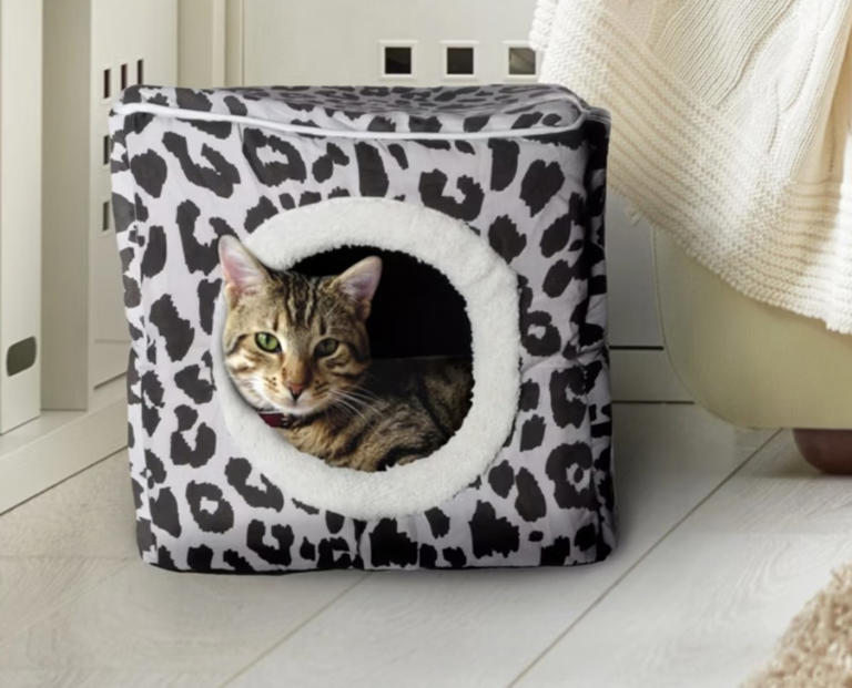 Target's cozy enclosed cat bed offers cats a safe space to relax