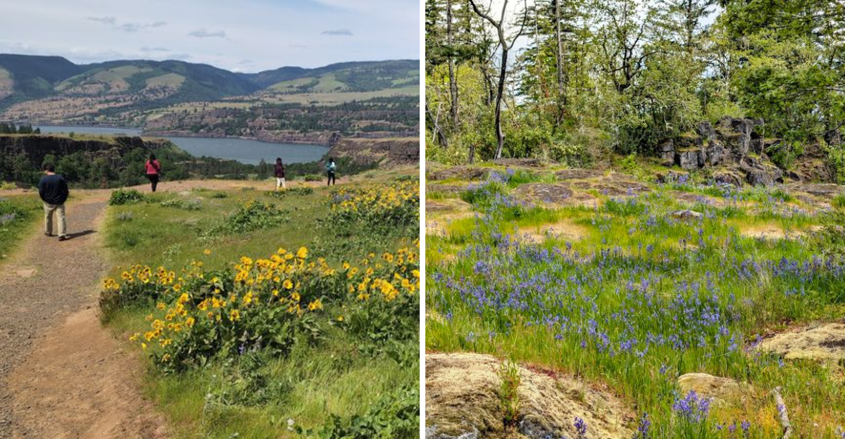 10 spring wildflower hikes in Oregon that turn trails into colorful ...
